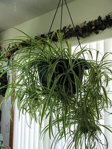 spider plant-air-purifying plants, Milford, Northborough MA
